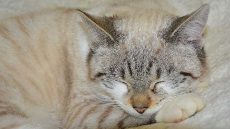 gattina con gli occhi chiusi (Foto Pixabay)