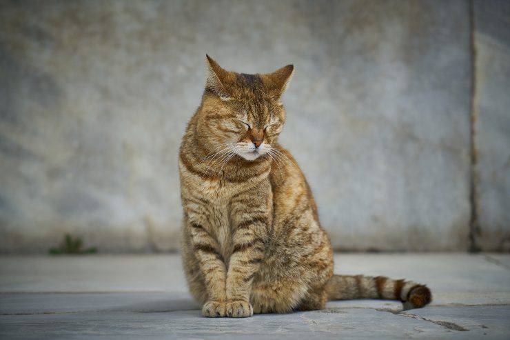 Il sangue nel vomito di micio