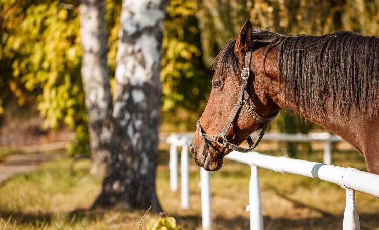 cavallo 