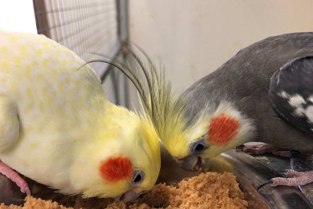 La riproduzione delle cocorite: 10 cose da fare e conoscere