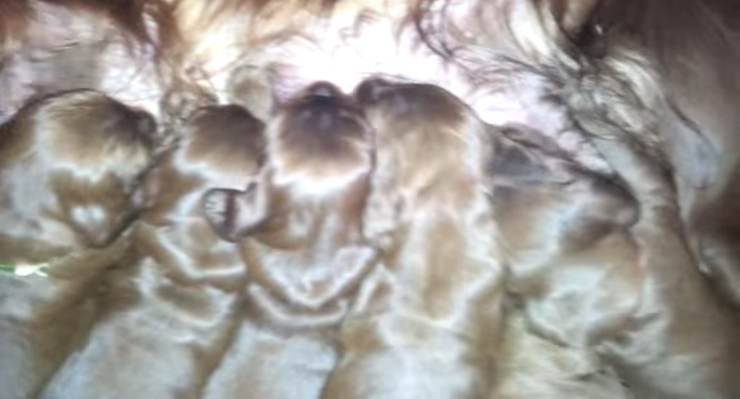 I cuccioli allattati (Foto video)