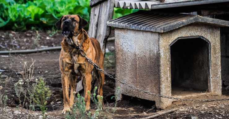 cane legato in cerca di aiuto (Foto Pixabay)