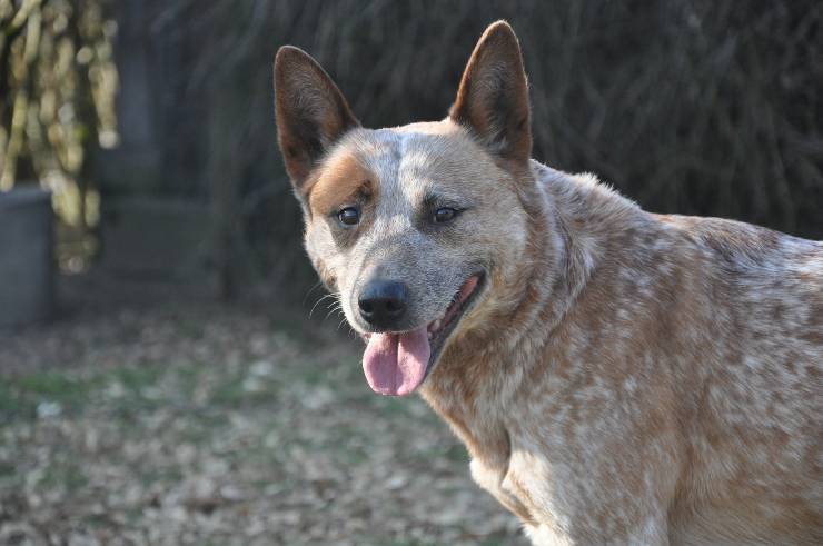 I cani più coraggiosi