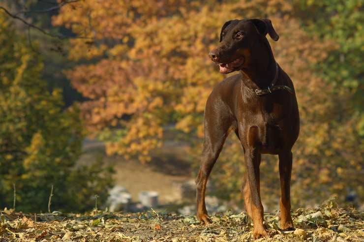 Le razze canine più coraggiose