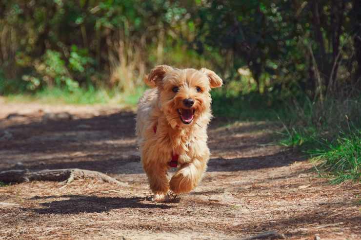 Il comportamento del cane