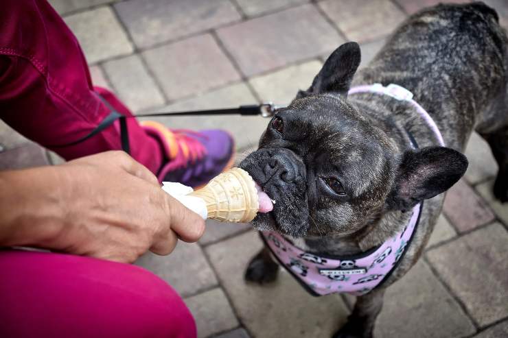 I cani e il gelato 