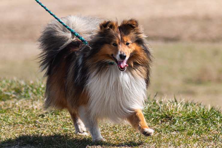 Il cane adulto inciampa spesso