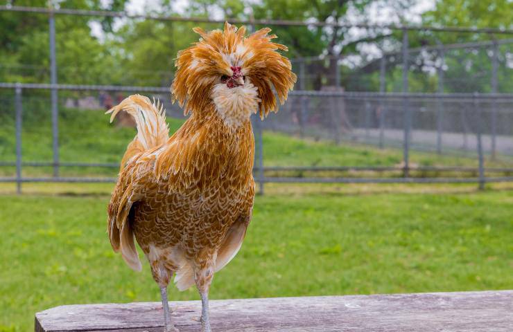 gallina padovana