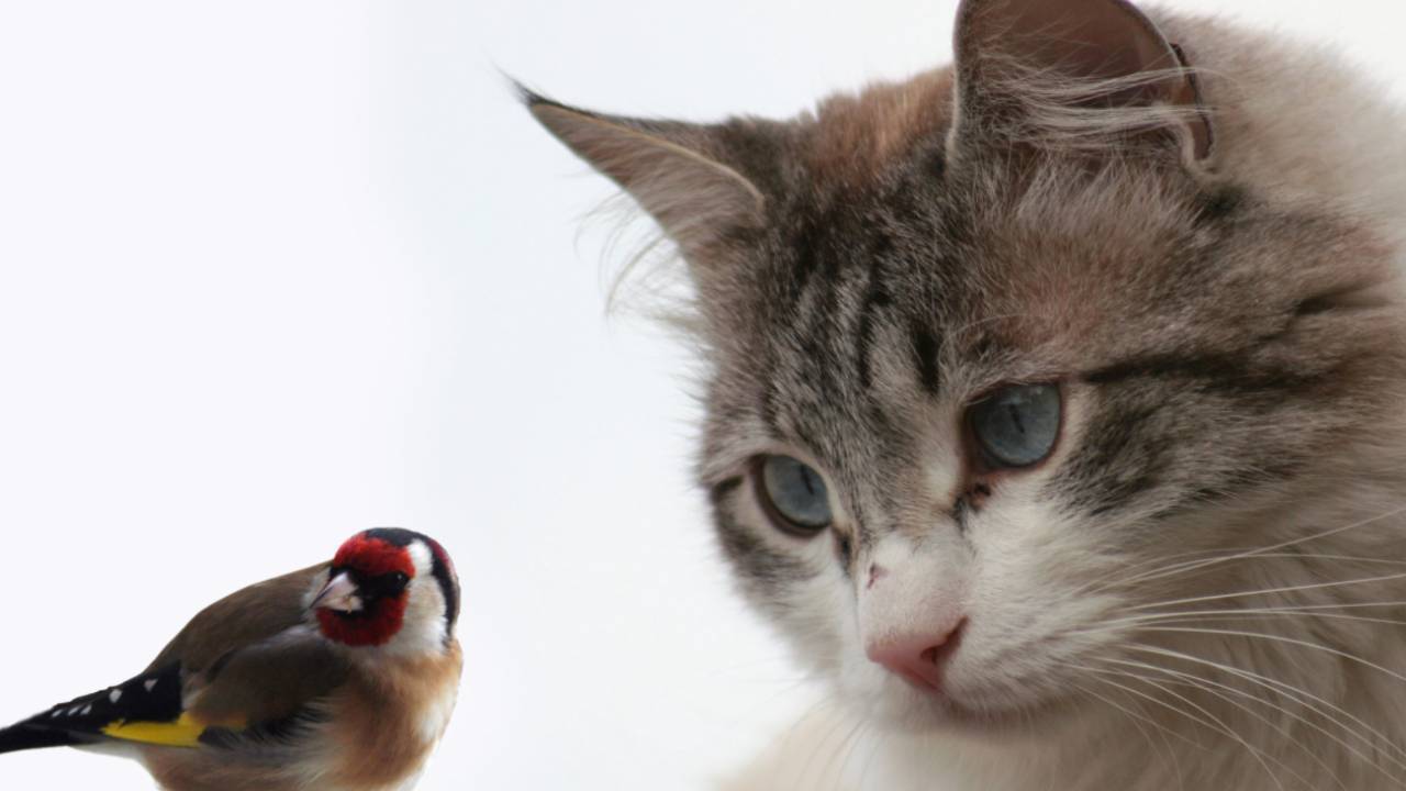 Gatto e uccello
