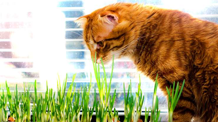 gatto può mangiare l'erba cipollina