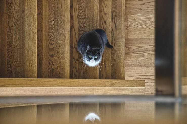 Gatti che tollerano gli uccellini