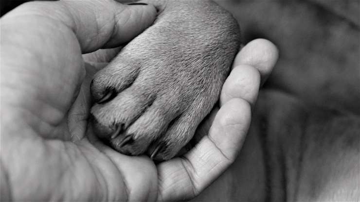 cane in cerca di affetto e di protezione (Foto pixabay)
