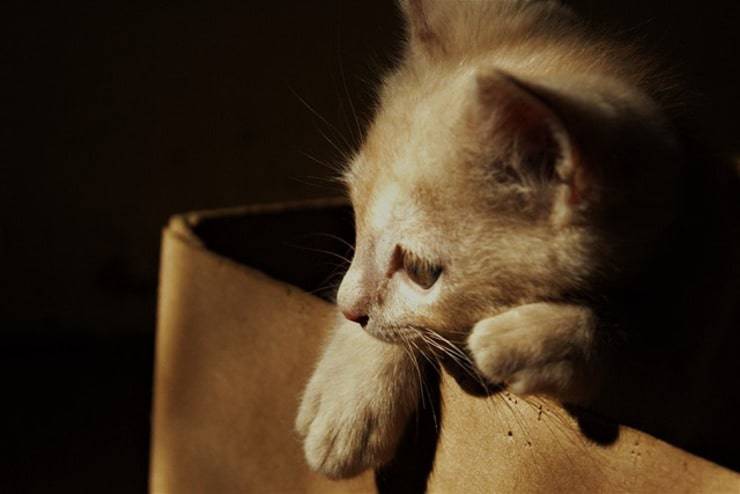 Gatto nella scatola (Foto Pixabay)