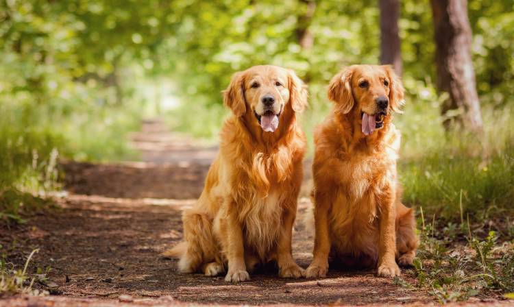 golden retriever