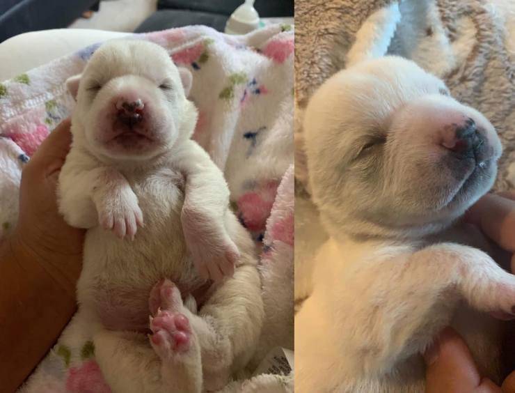 cucciolo cane abbandonato rischia morire soffocato