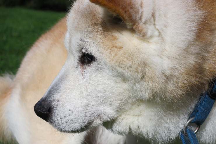 L'atteggiamento del cane