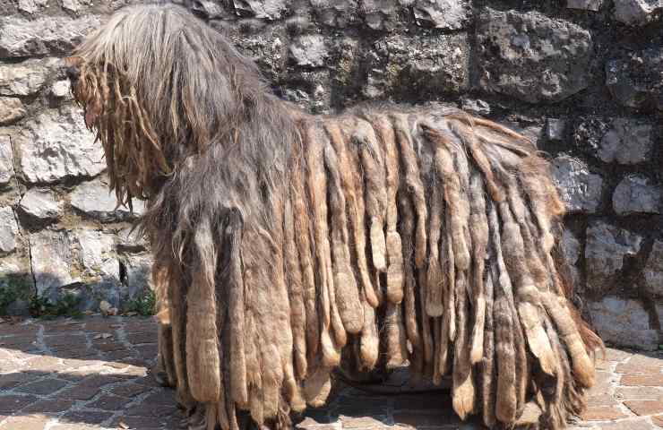 pastore bergamasco