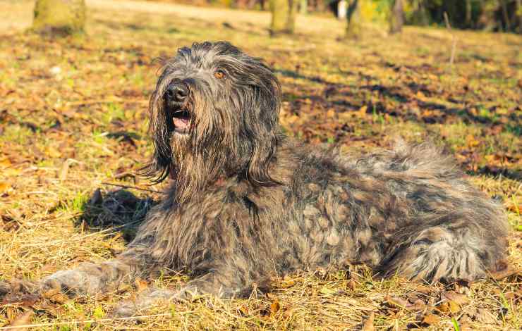 pastore bergamasco