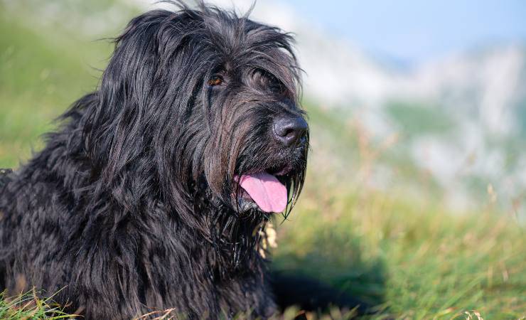 pastore bergamasco