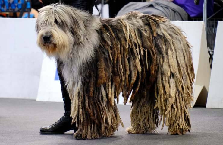 pastore bergamasco