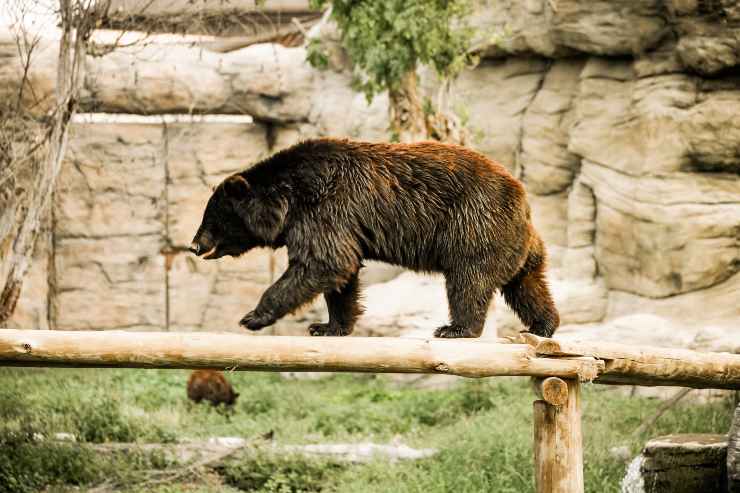 Perché l'orso non ha la coda