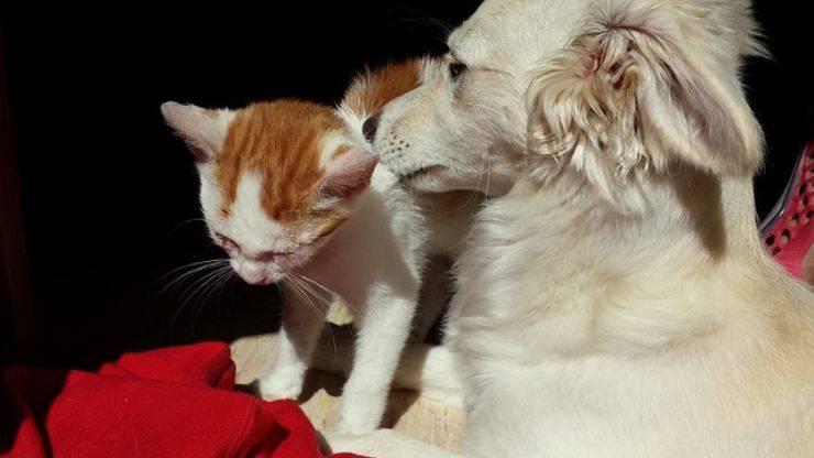 perché gatto fa pipì nella cuccia del cane