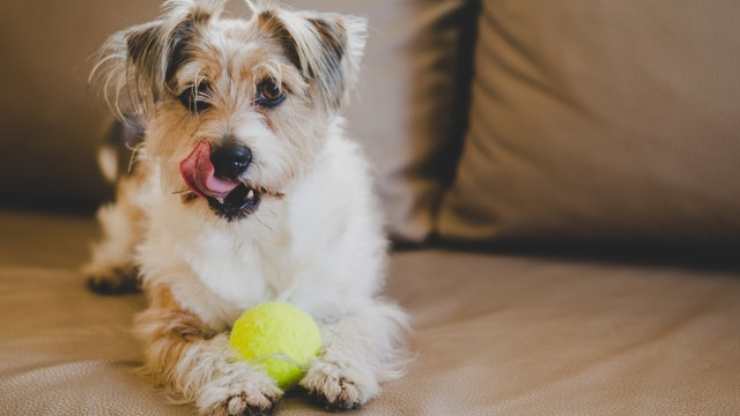 perché i cani amano la palla