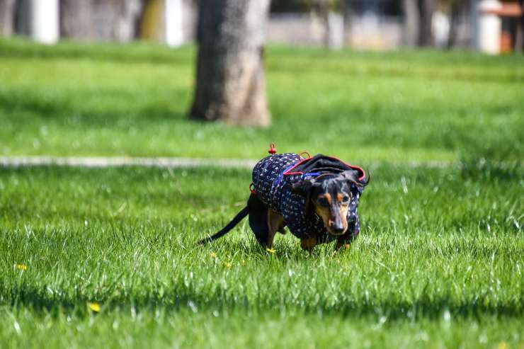 Perdita di equilibrio nel cane