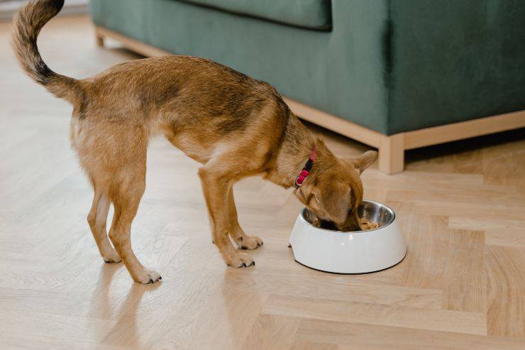 Ricette per cani da fare in casa