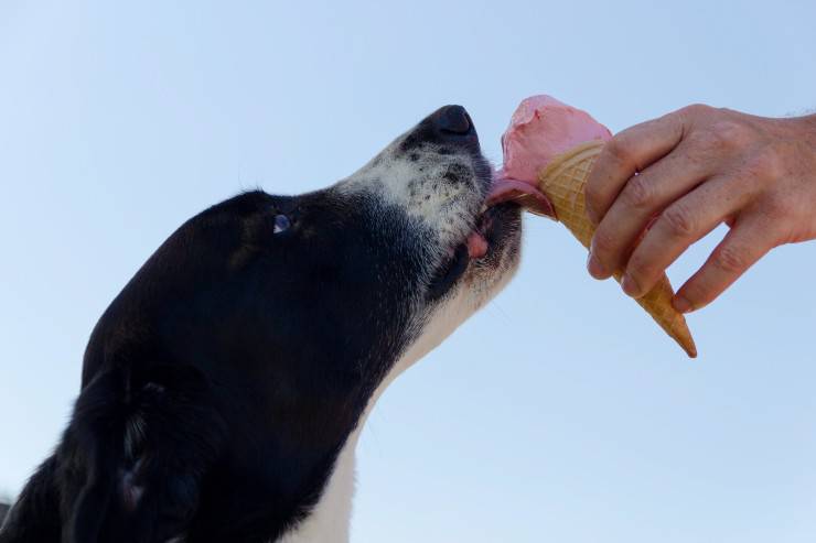 Il gelato per gli amici cani