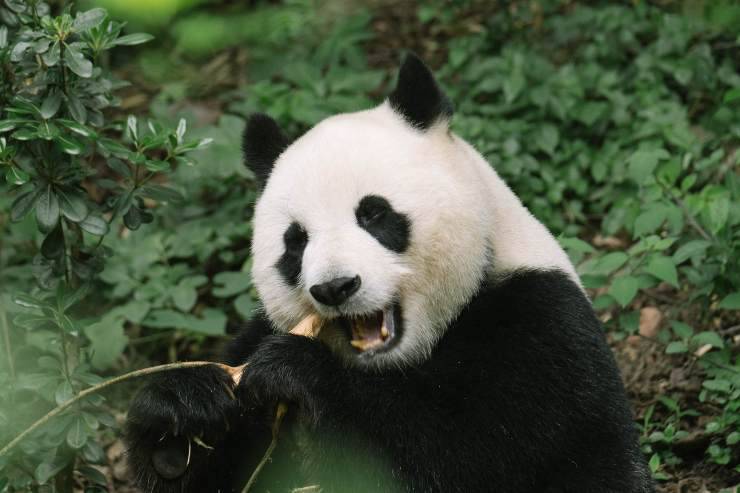 Il panda mangia i bambù