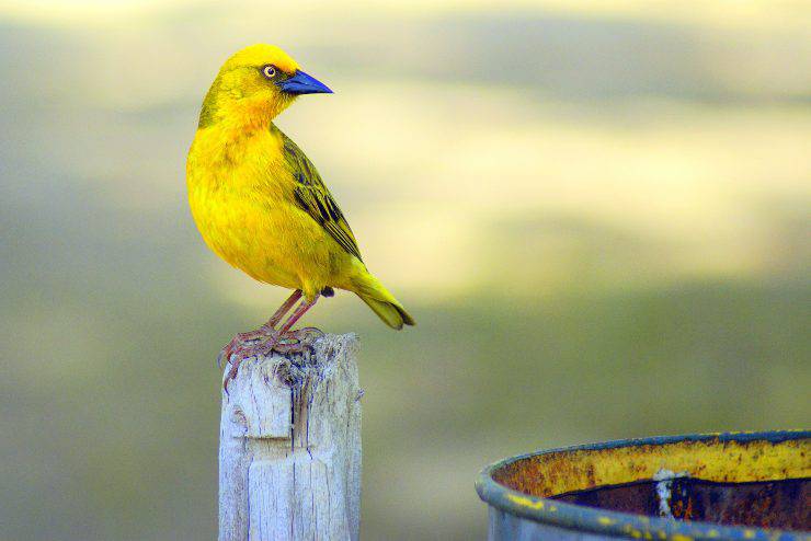 Razze canine che vanno d'accordo con gli uccellini