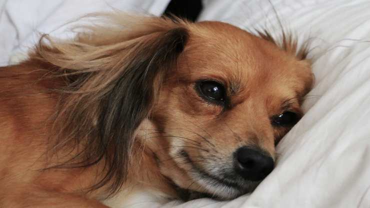 cane triste per la sua padrona (Foto Pixabay)