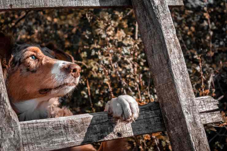 Cani che vanno d'accordo con gli uccellini