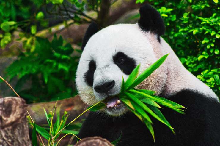 Perché il panda mangia i bambù