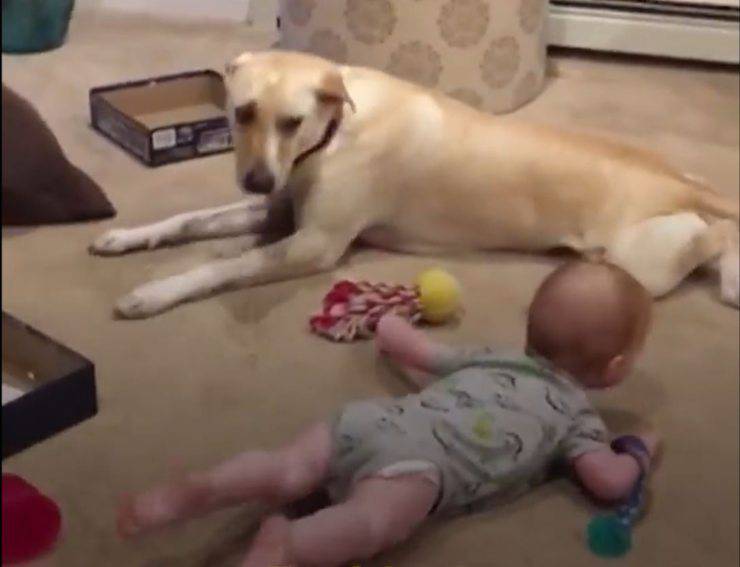 cane insegnare bambino strisciare