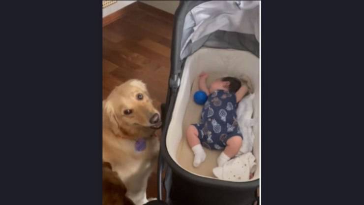 neonata non lancia pallina cane