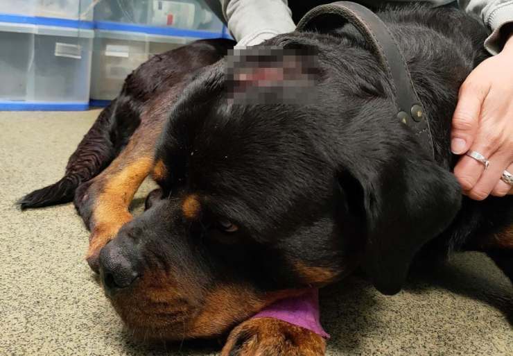 cane picchiato proprietario sequestrato polizia