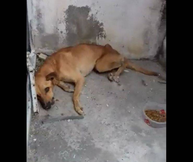 residenti aiutano cane abbandonato tramite social