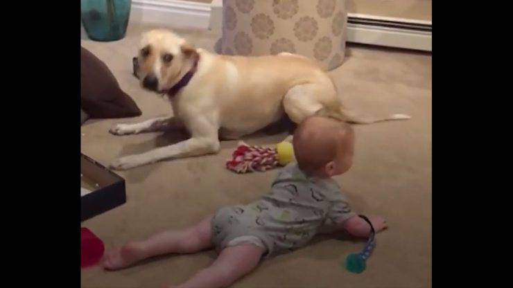 cane insegna bimbo gattonare