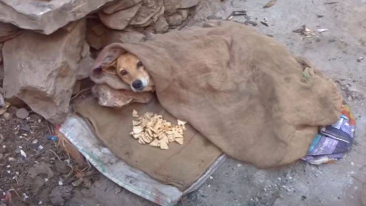 coperta cibo cane paralizzato ferita