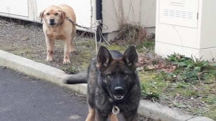 I cani trovati legati ad un palo (Foto Facebook)