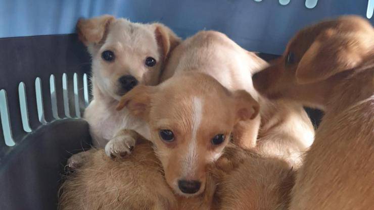 Cuccioli in cerca di famiglia (Foto Facebook)