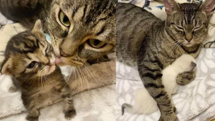 mamma gatta separa micetti dopo parto