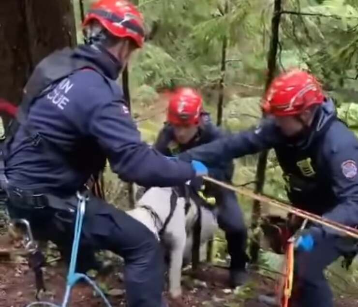 Cane precipita per 10 metri in un burrone salvato dai Vigili del fuoco (Screen Video)