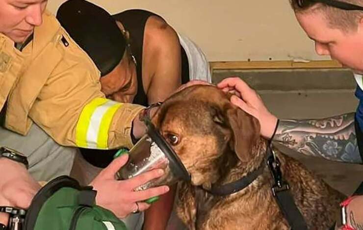 Perro salvado de las llamas por los bomberos gracias a su cola (Video)