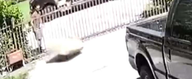 Corriere scaraventa il pacco pesante addosso al cane nel giardino (Screen Video)