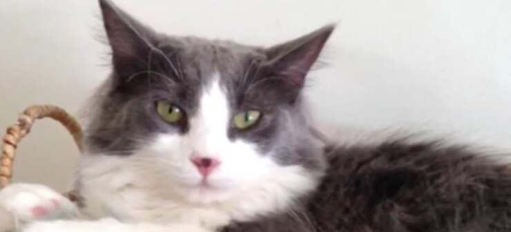 Gatto precipita dal terzo piano e sparisce nel nulla per 6 anni (Screen Video)