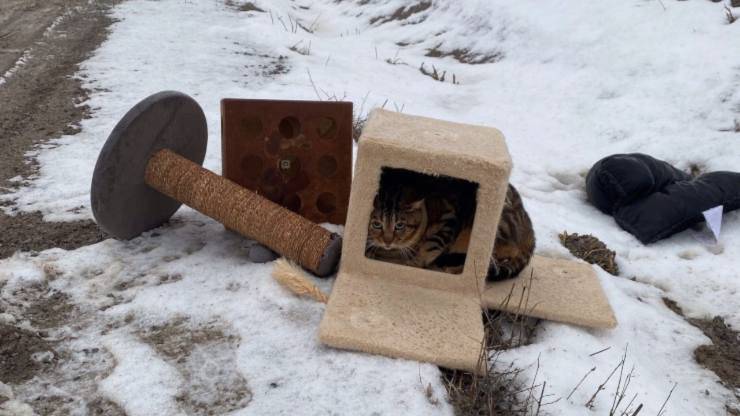 gatto abbandonato neve con oggetti