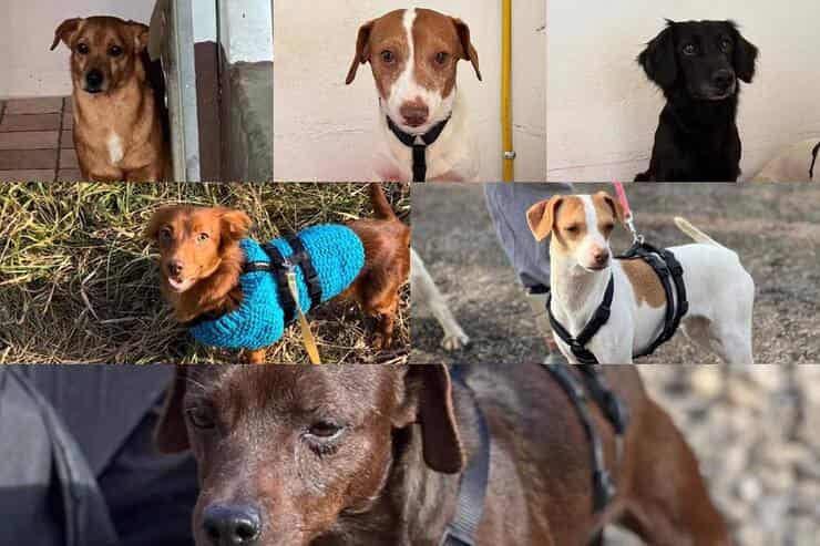 Alcuni cuccioli sequestrati che si trovano nel canile di Grignano (Screen Facebook)